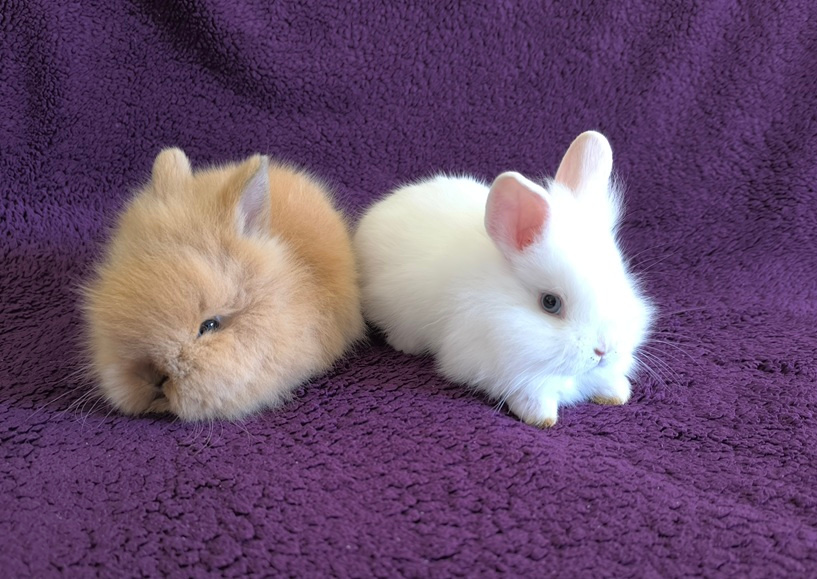 Zakrslý králík lvíček