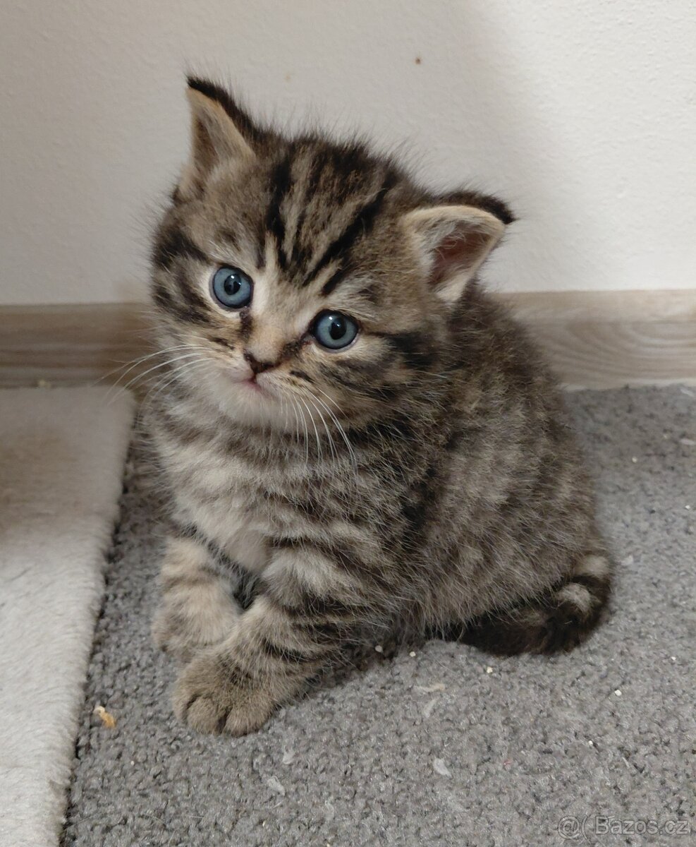 Prodám britské kotatka