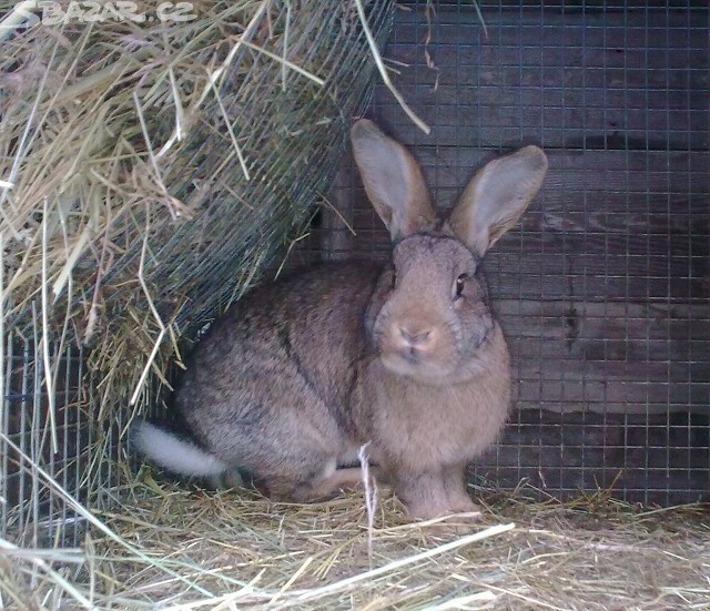 Prodám králíky křížené....