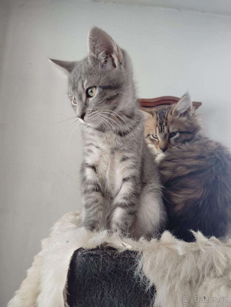 Stříbrná kočička