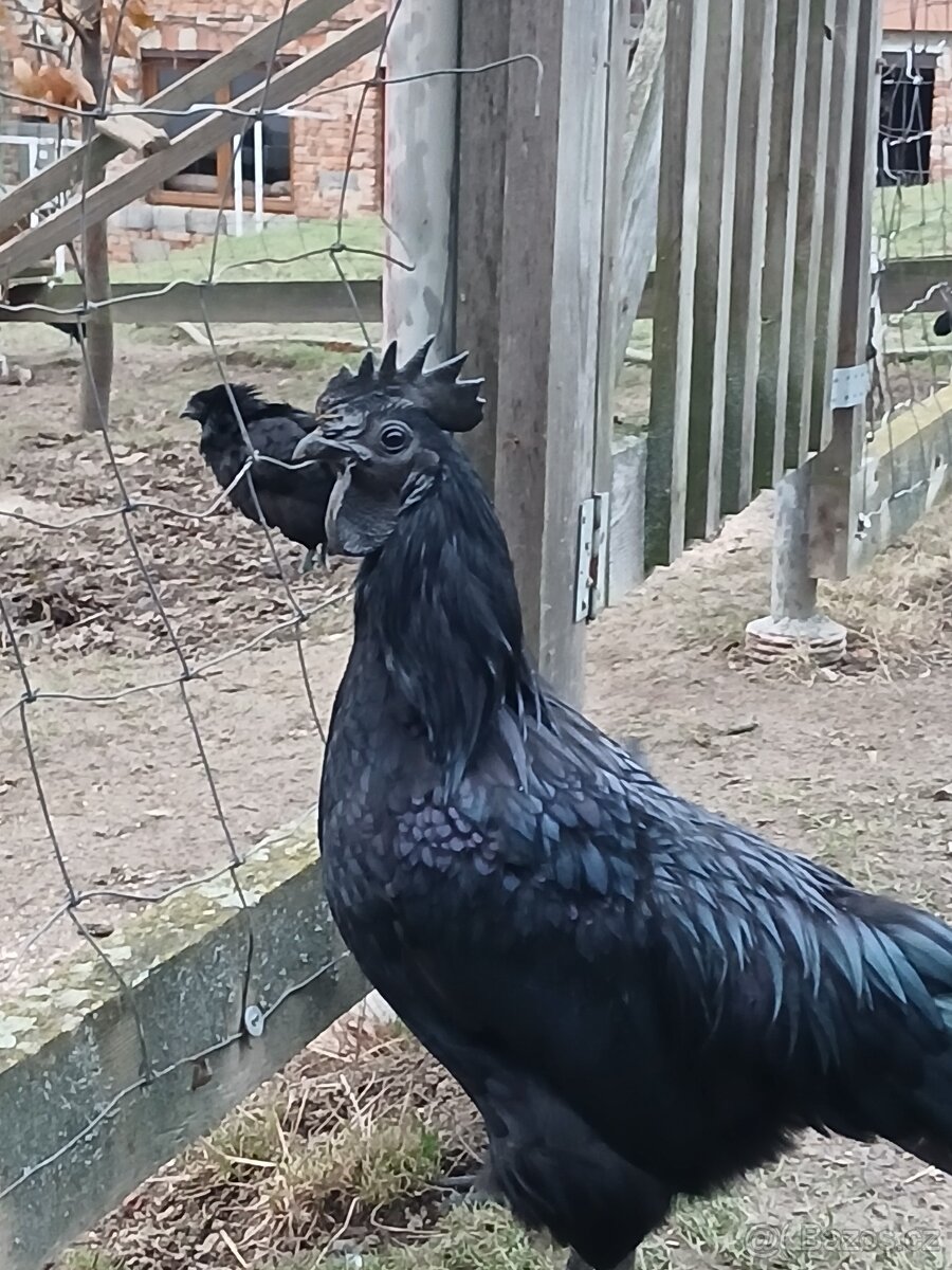 Ayam cemani - násadová vejce