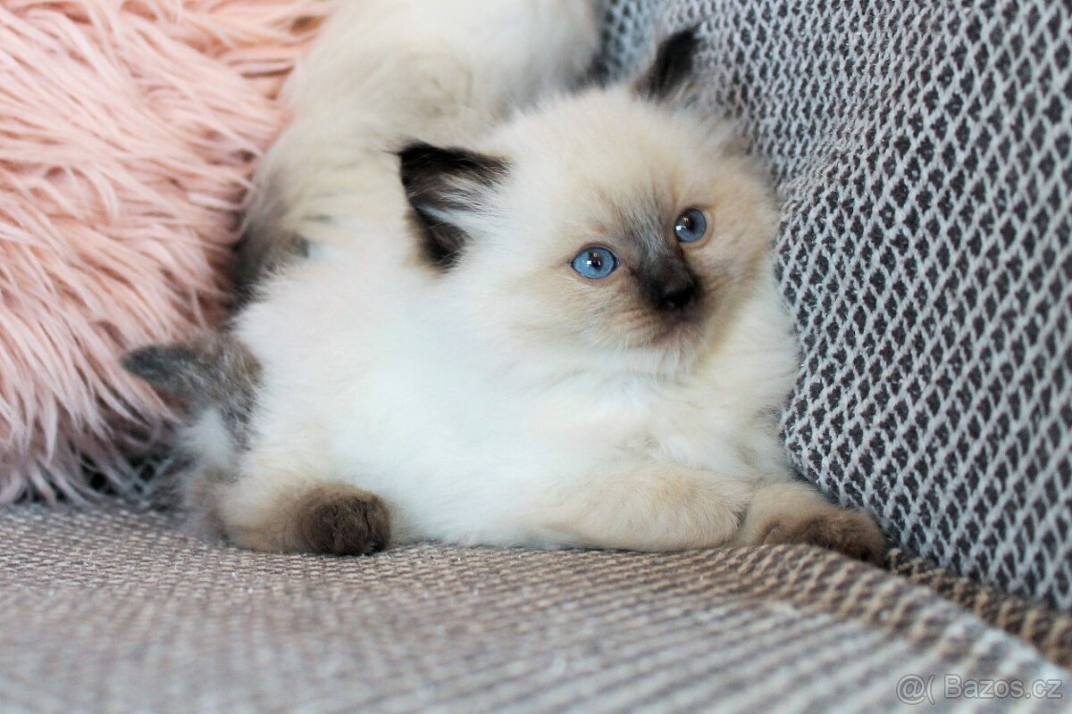 Ragdoll koťátka