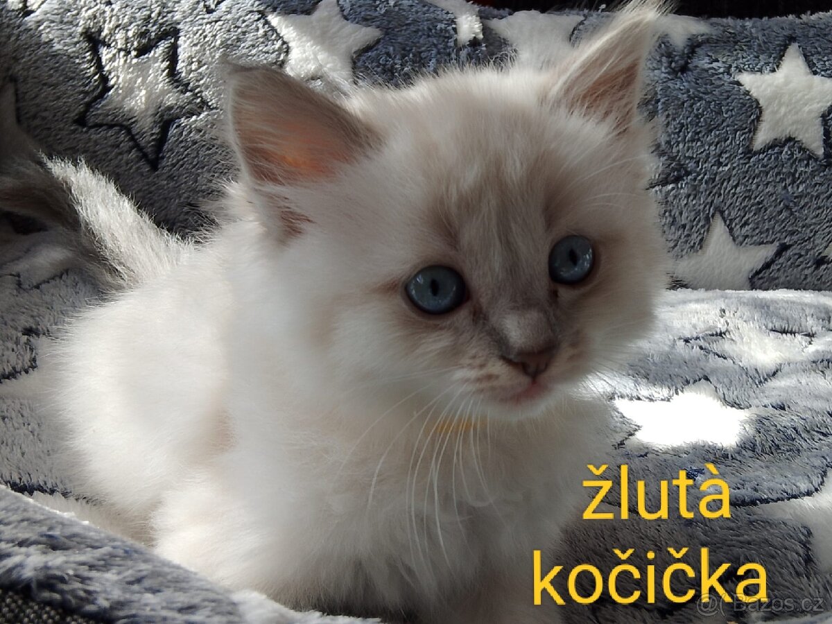 Ragdoll koťátka bez pp