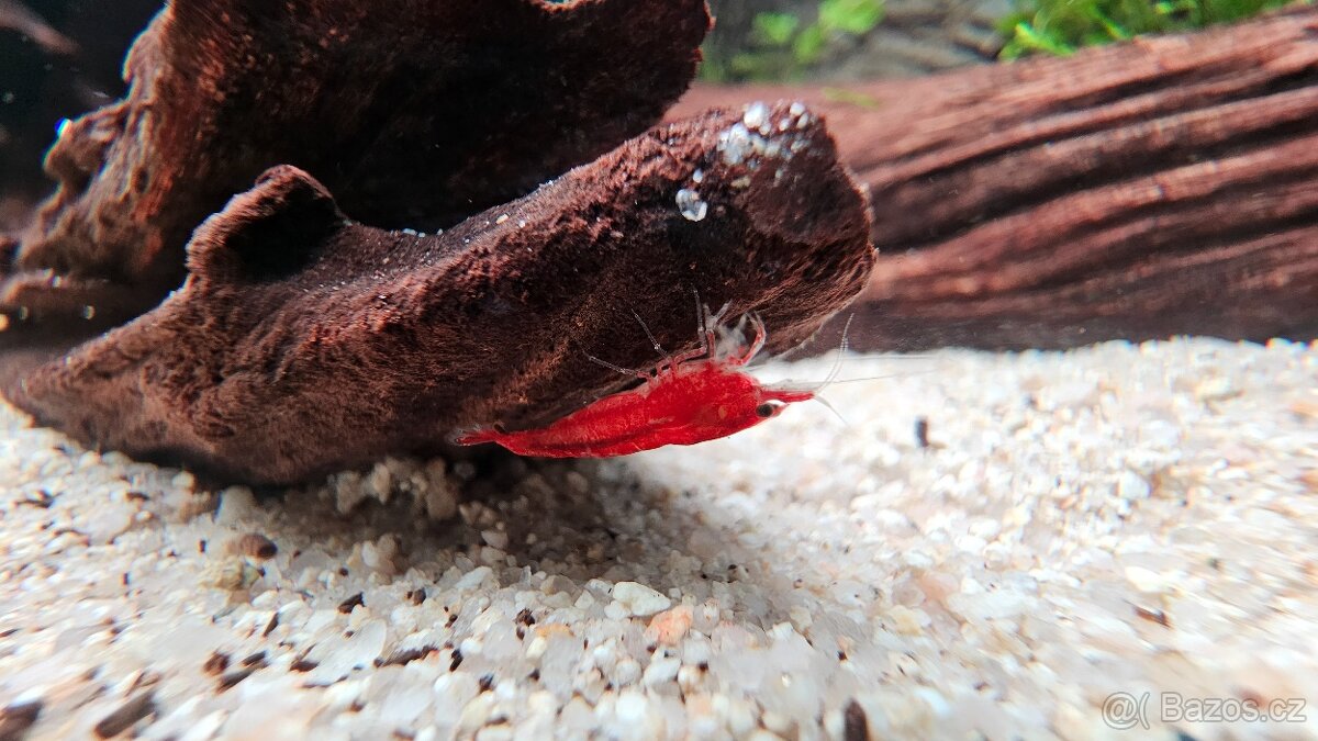 Akvarijní krevetky Neocaridina davidi "Red Cherry"