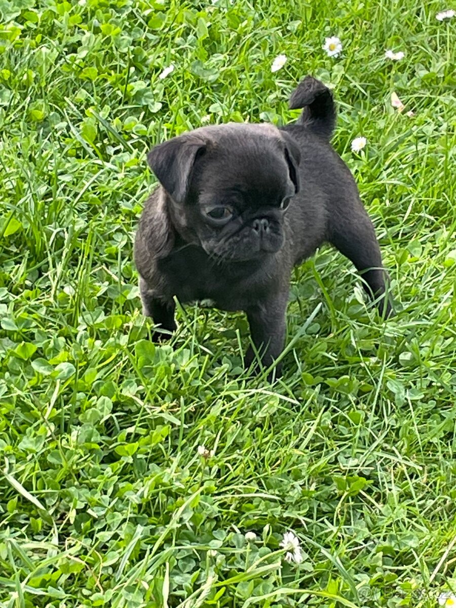 Mops