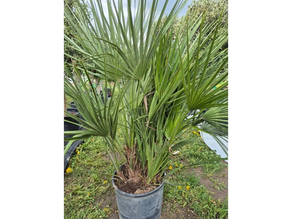 Žumara nízká - Chamareops Humilis 15l mrazuvzdorná palma