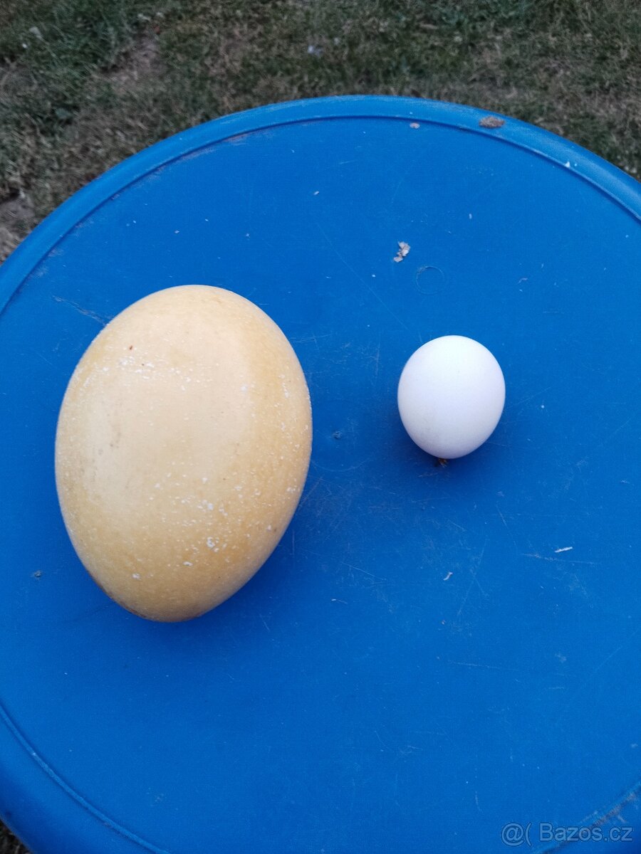 Prodám vejce nandu pampový