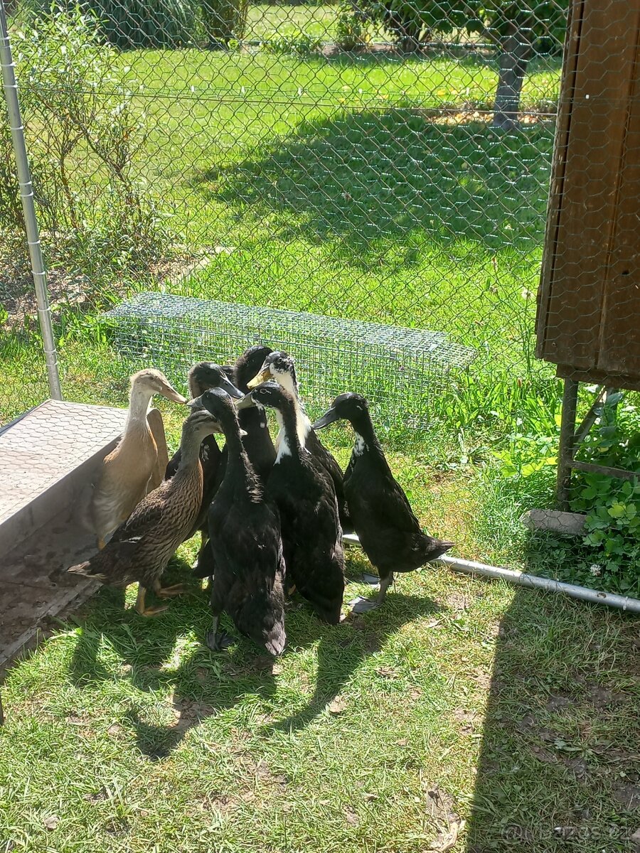 Indický běžec prodej