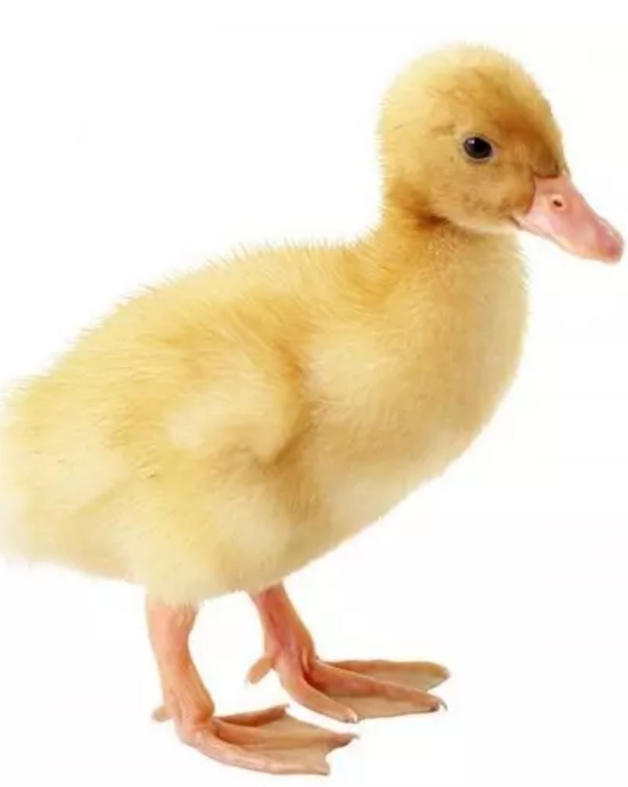 Kachňata pekingská