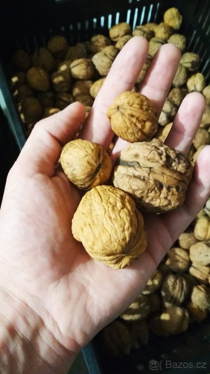 Papíráky vlašské ořechy
