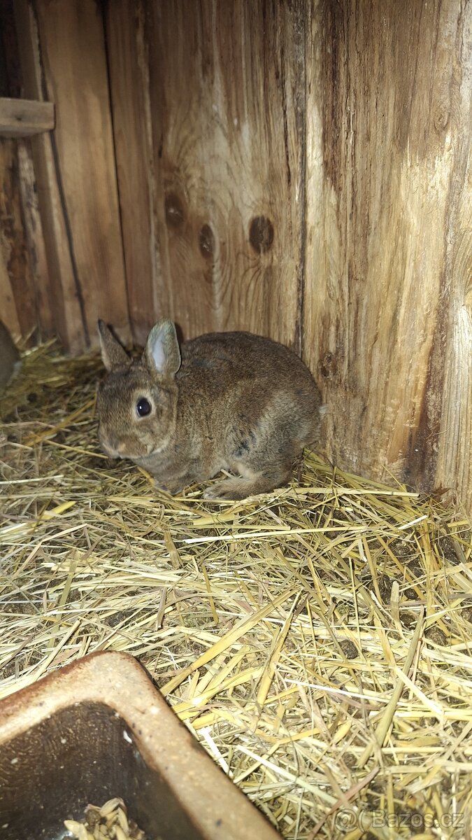 Zakrslý králík kastorex