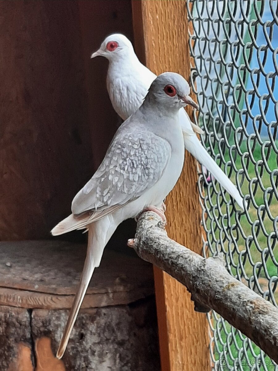 Holoubek diamantovy..