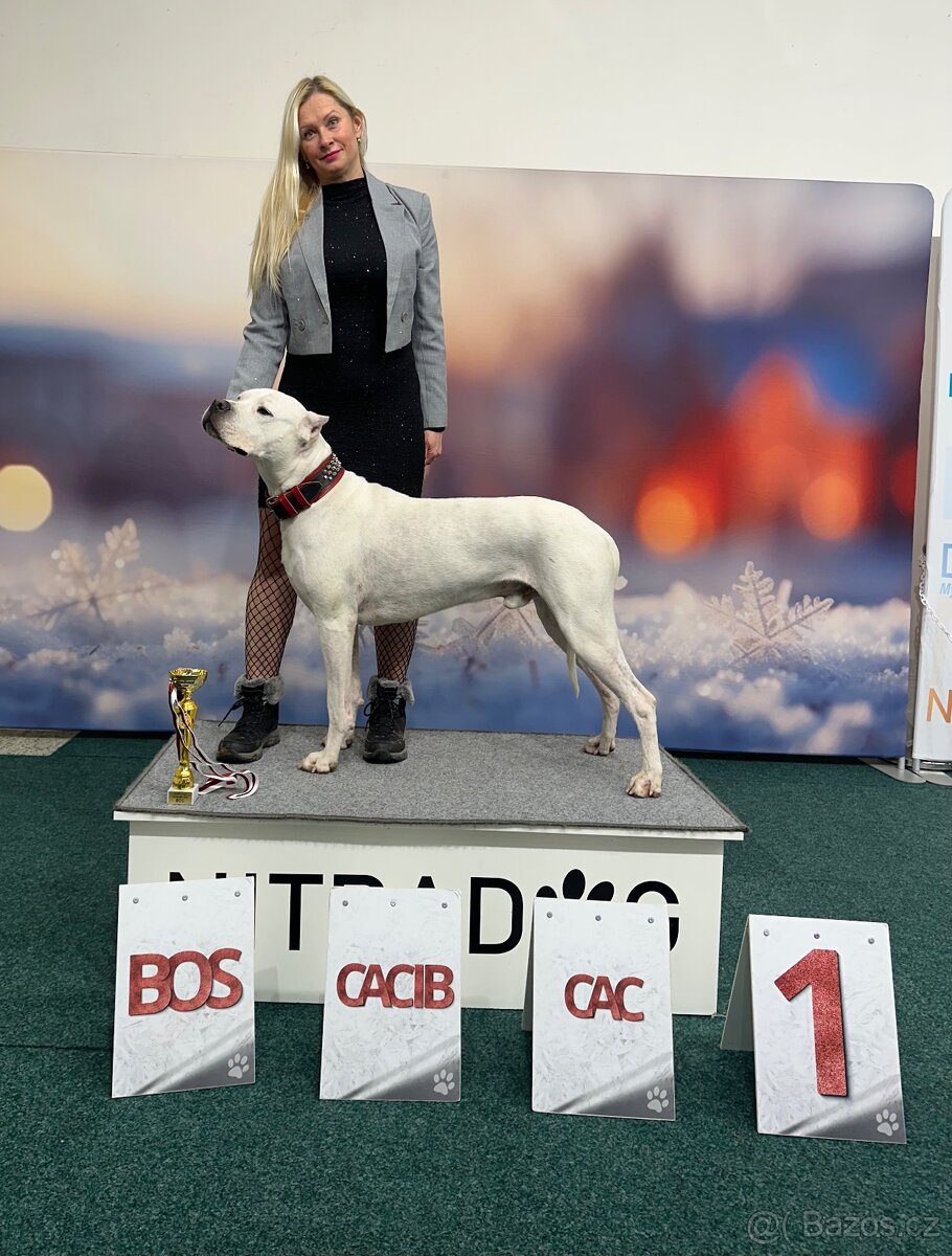 Argentinská doga - krytí