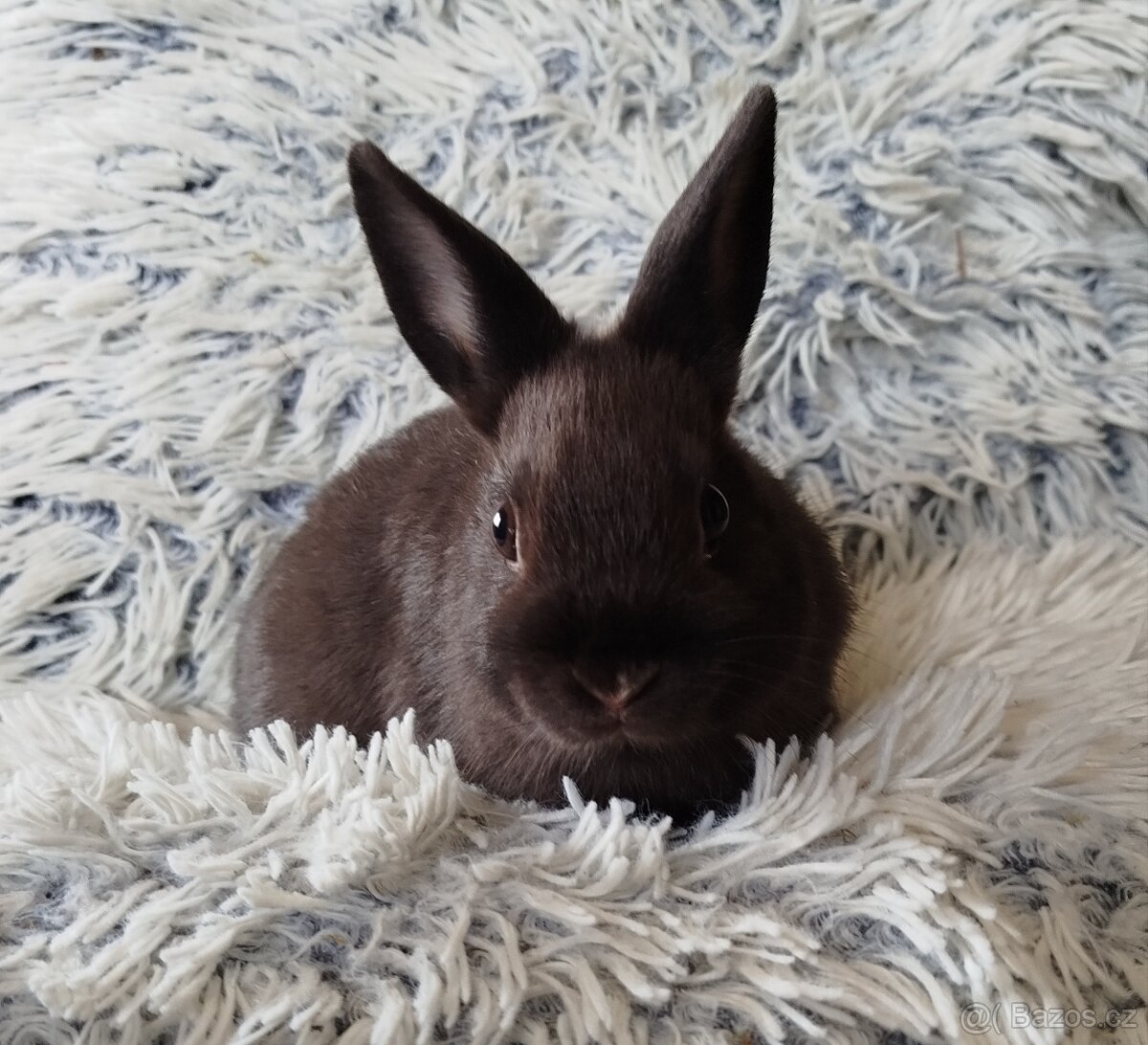 Zakrslý králík