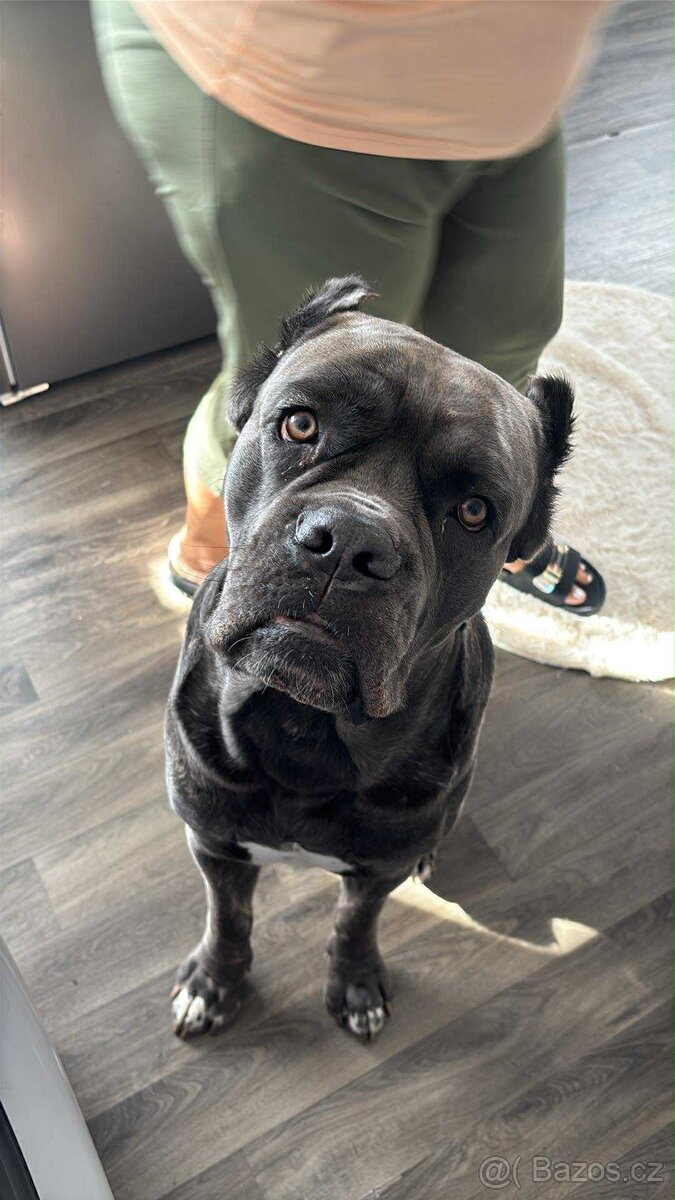 Cane Corso