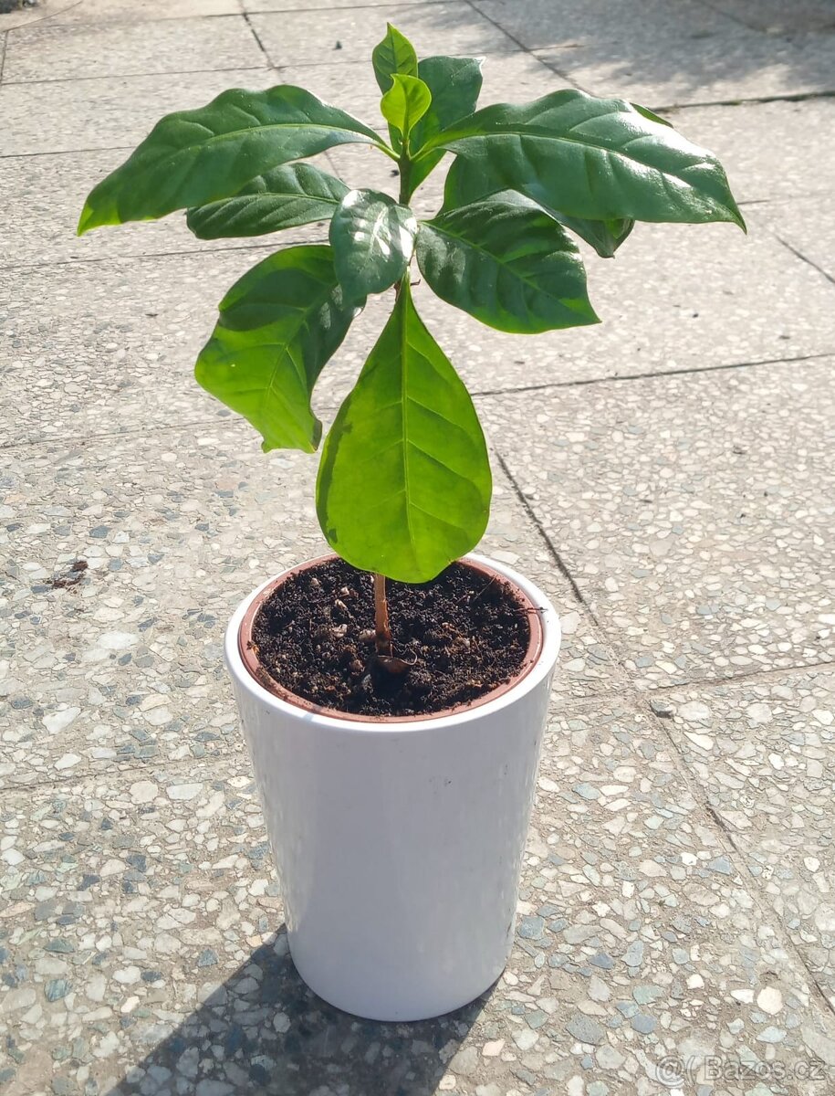 Kávovníku arabského (Coffea arabica), mladé semenáčky
