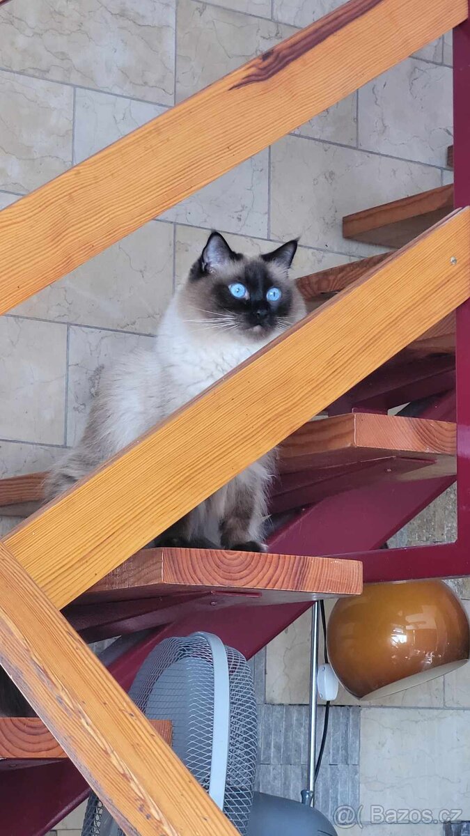 Dám do adopce kocourka Ragdolla
