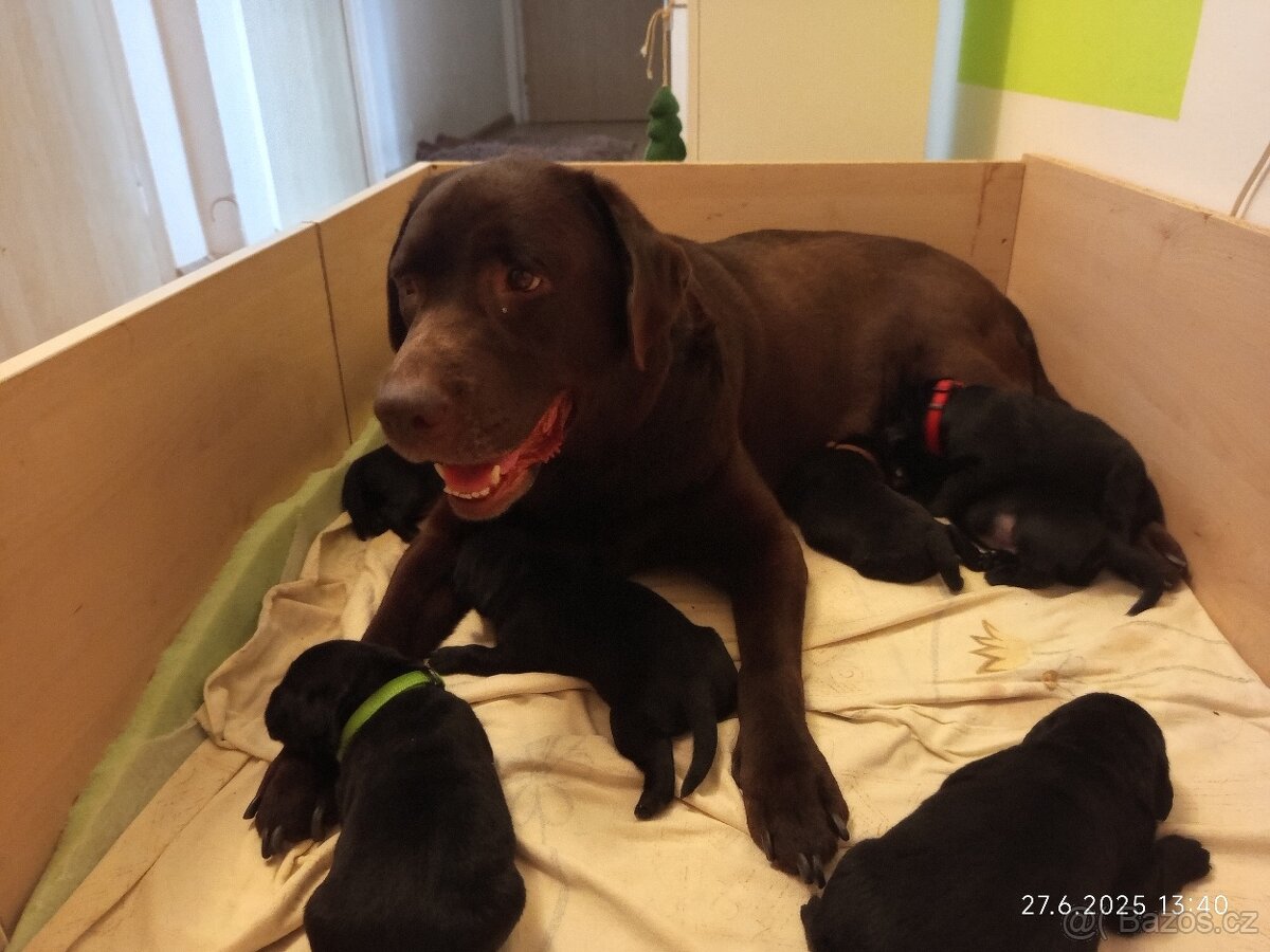 Labradorský retrívr/retriver štěńata bez PP