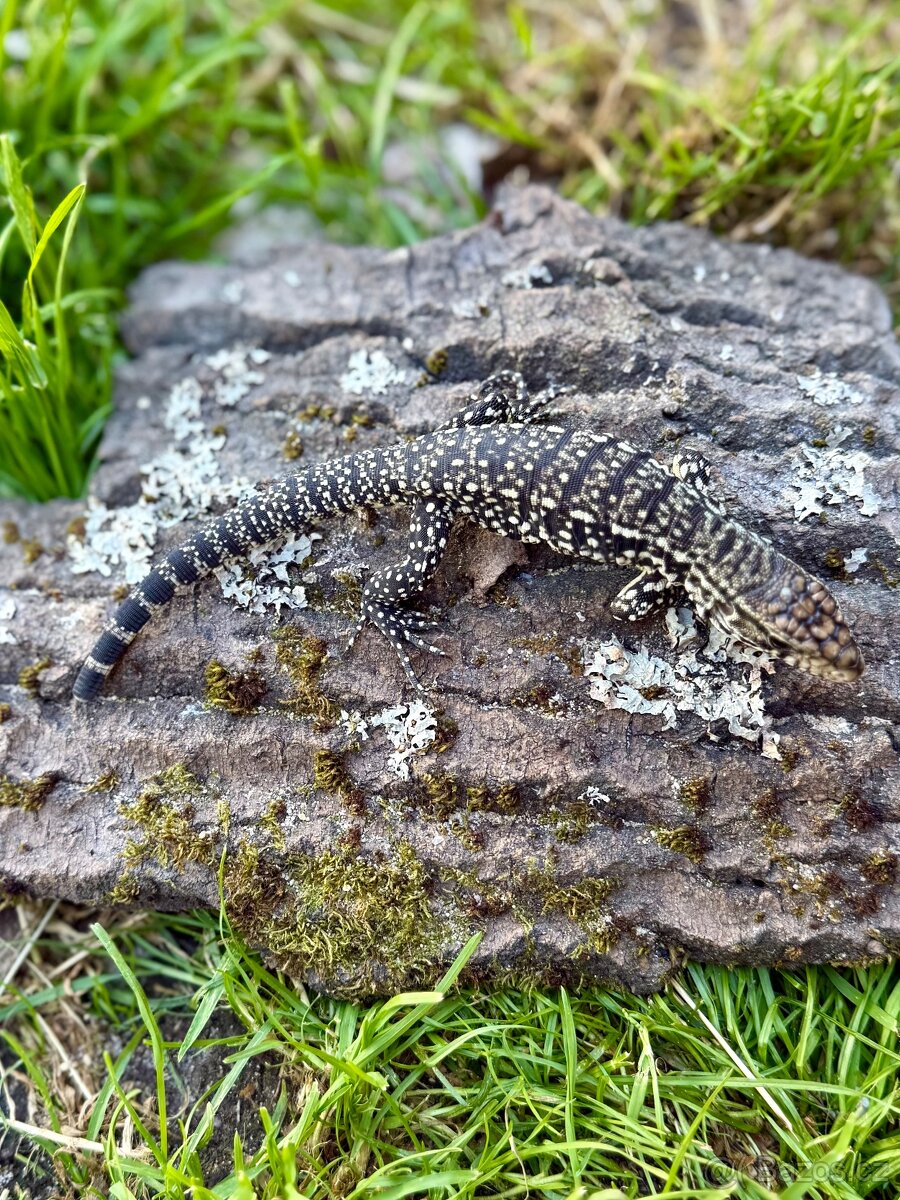 Varani, teju, leguán, zebřička, vakoveverka, gekon, ještěrka