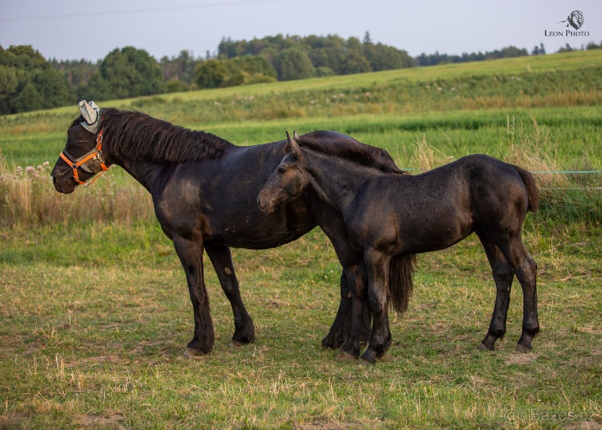 Prodám odstávče percherona
