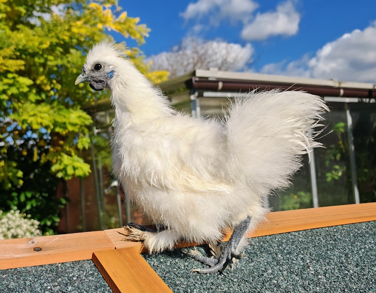 Hedvábnička bílá zdrobnělá bezvousá - kohoutci