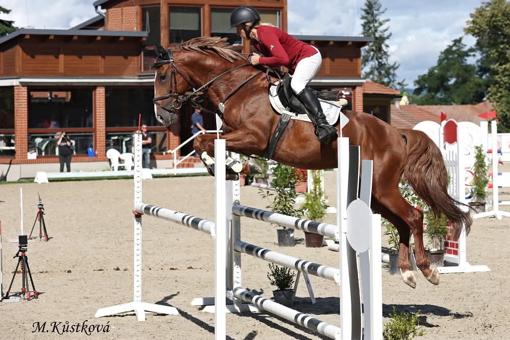 6 letý zangersheide valach