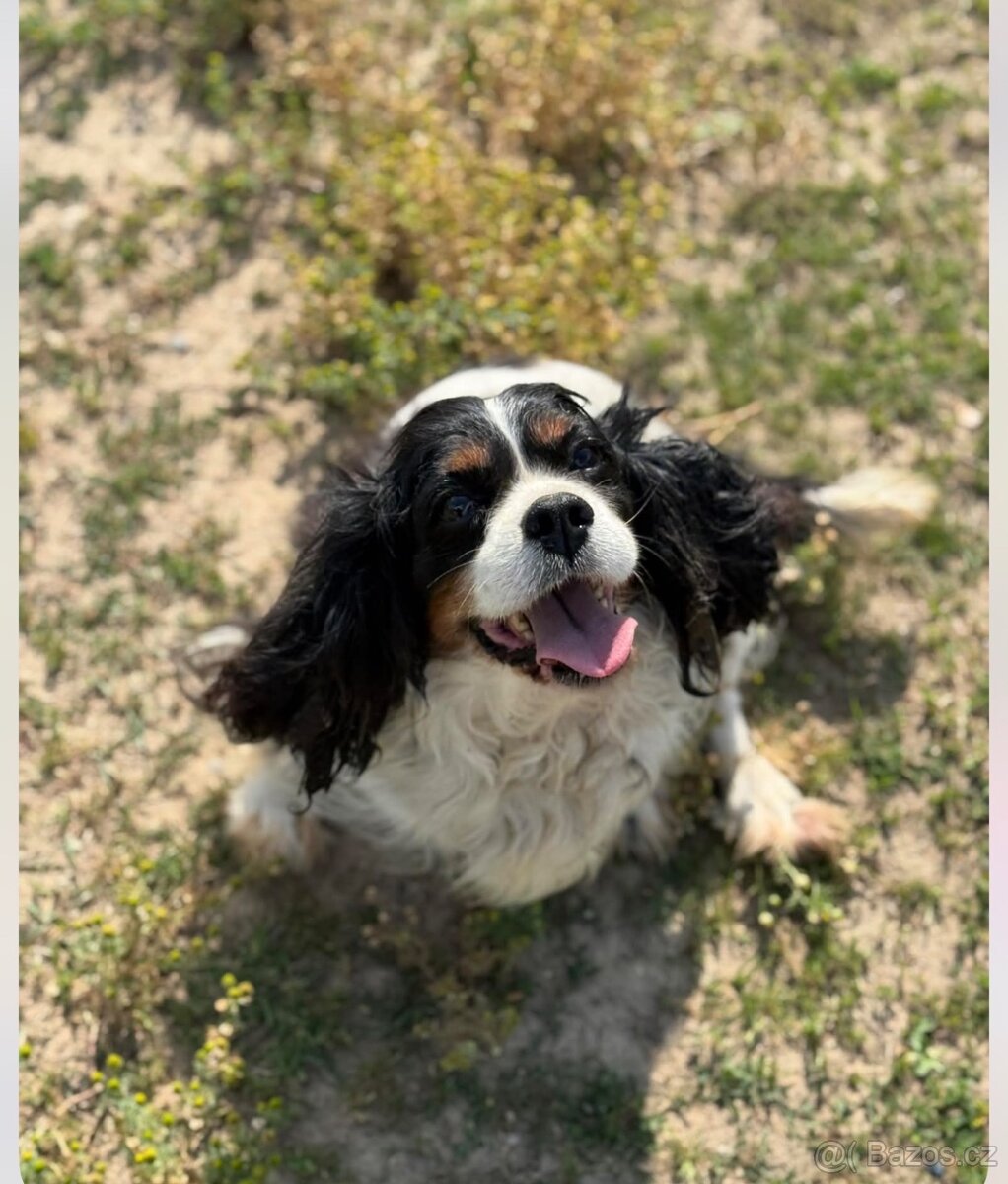 Kavalír-fenečka kastrovaná