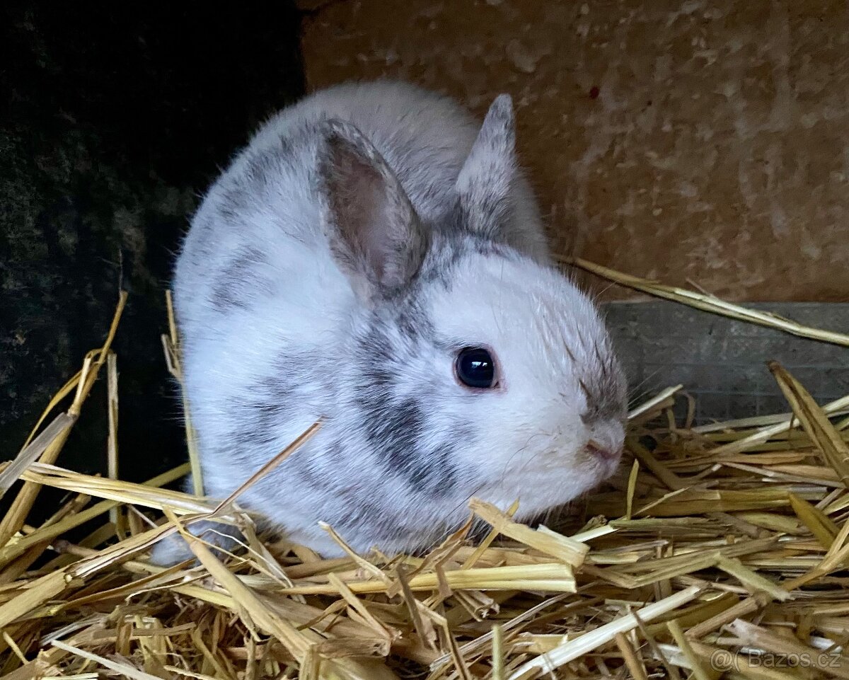 Zakrslý rhönský králíček