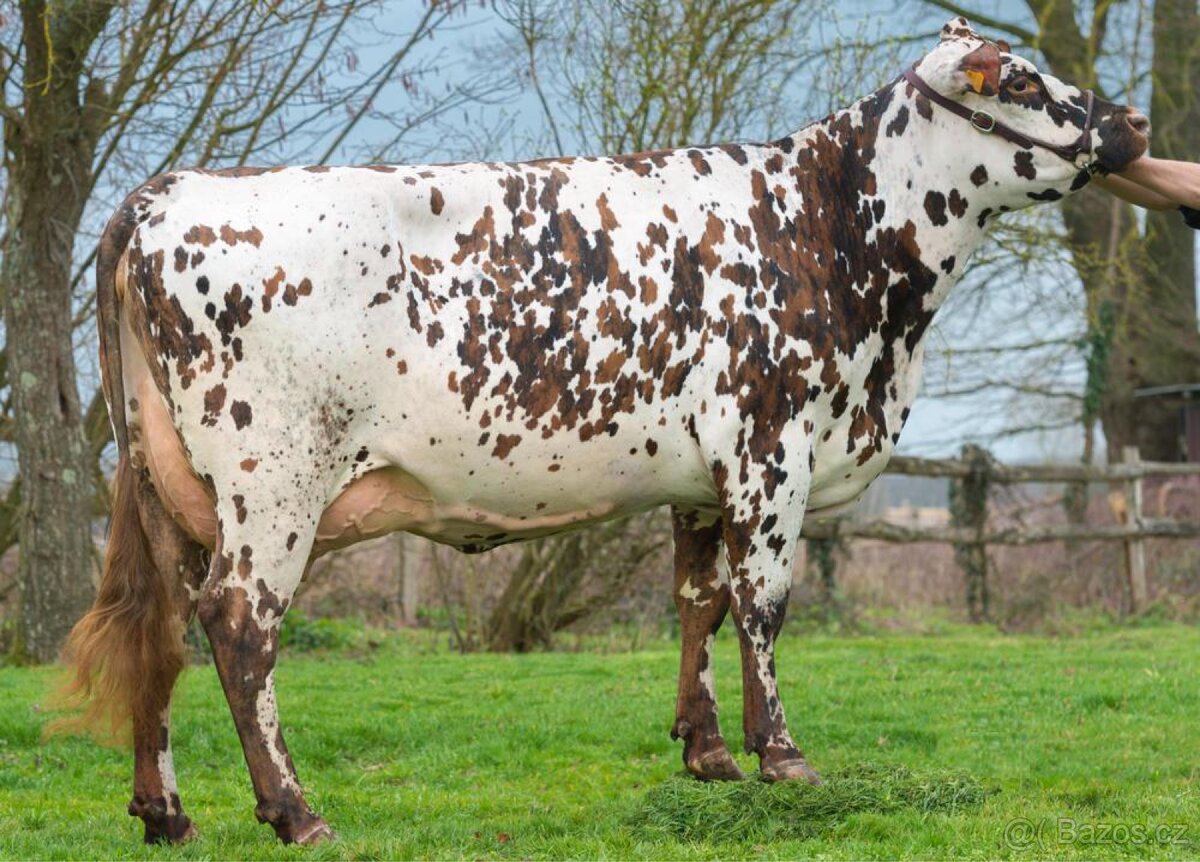 Koupím jalovice normandského skoku, Normand, normandský skot