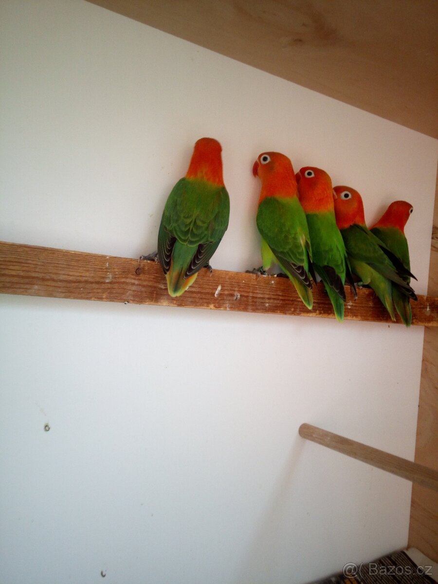 Agapornis fišeri zelený opalin,