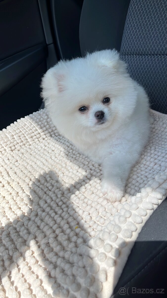 Pomeranian