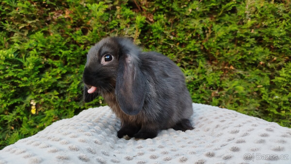 Zakrslý beránek, králíček, králík - PEGAS
