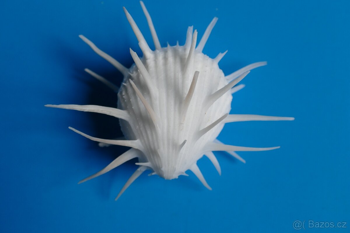 Spondyllus imterialis