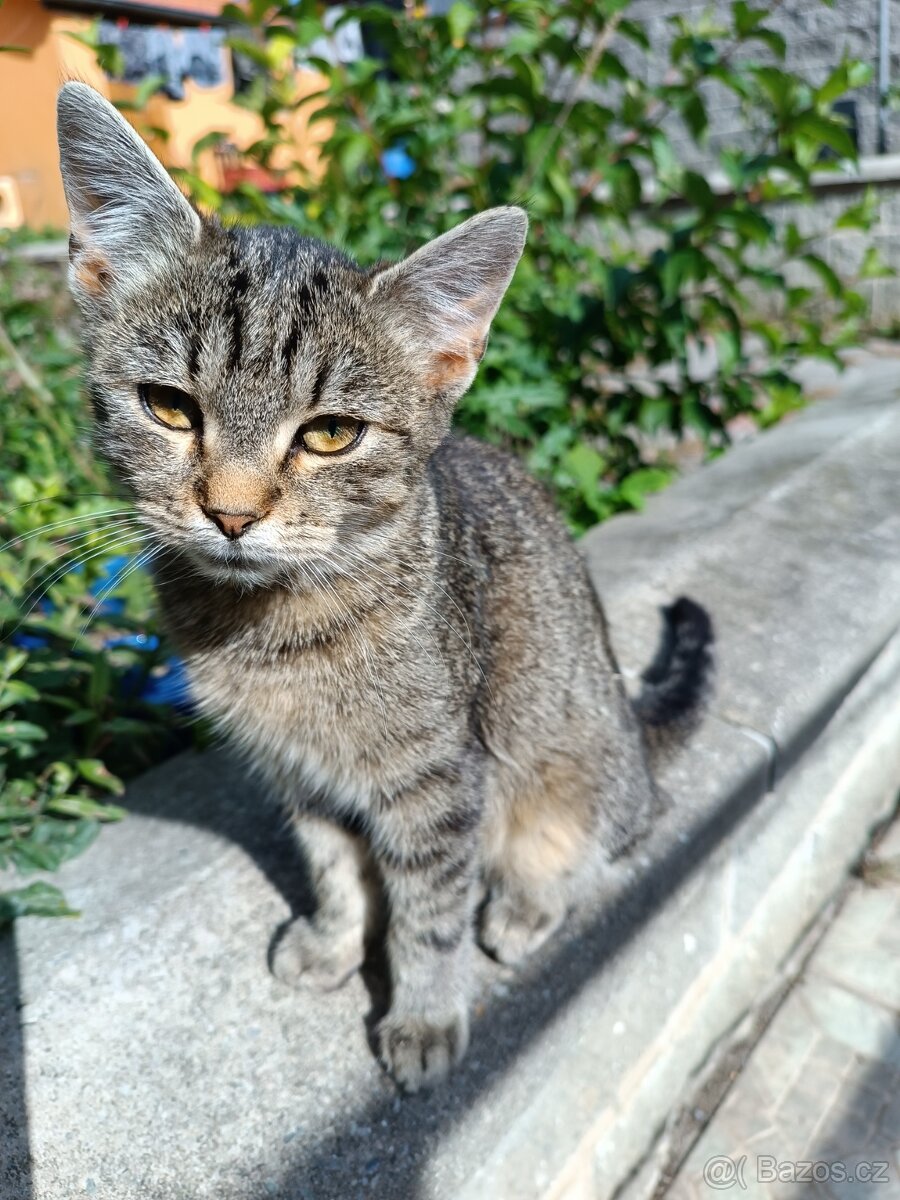 Daruji kotata