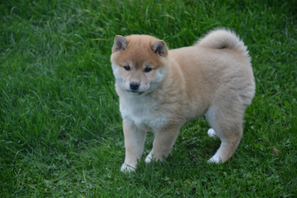 Shiba inu s průkazem původu
