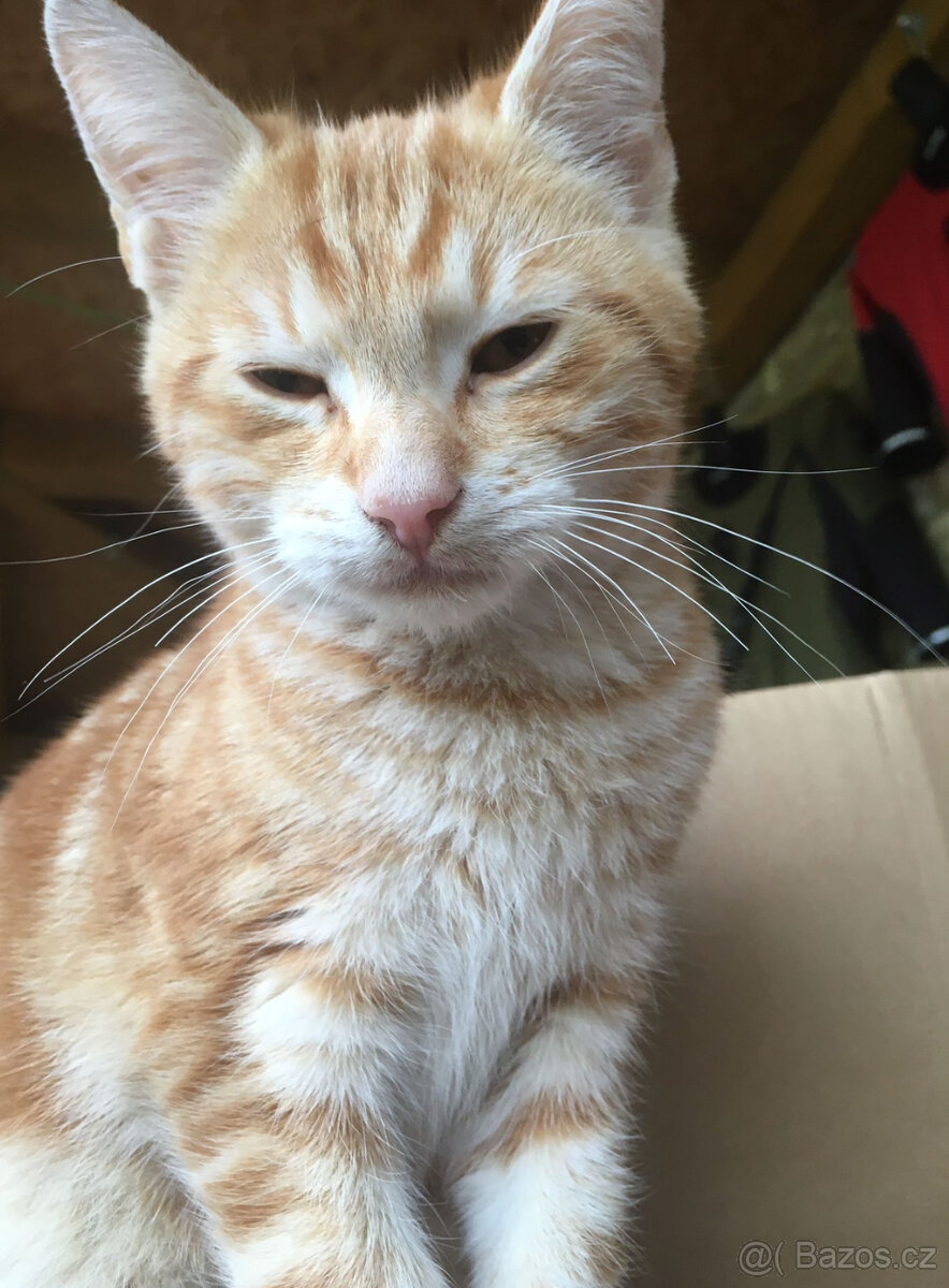 Ztratil se kocourek – Tursko, Praha