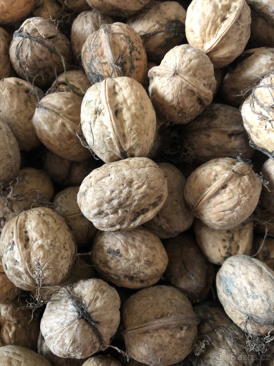 Vlašské ořechy