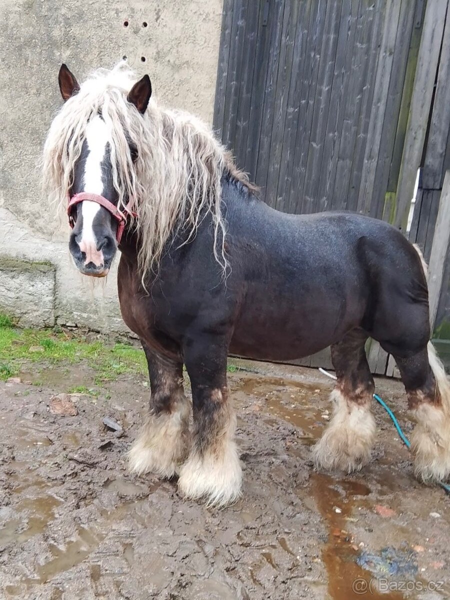 Polský chladnokrevný hřebec 13 let