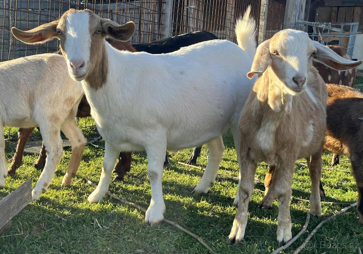 burská připuštěná koza