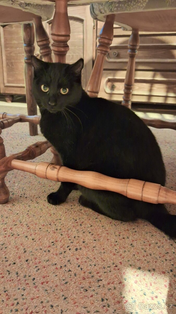 Černé kotě