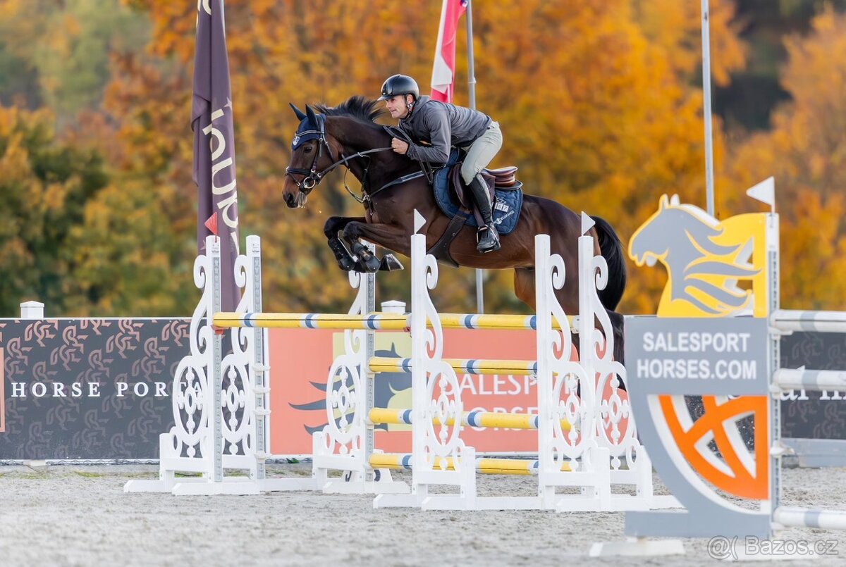 9 letý Valach pro ambiciózního jezdce