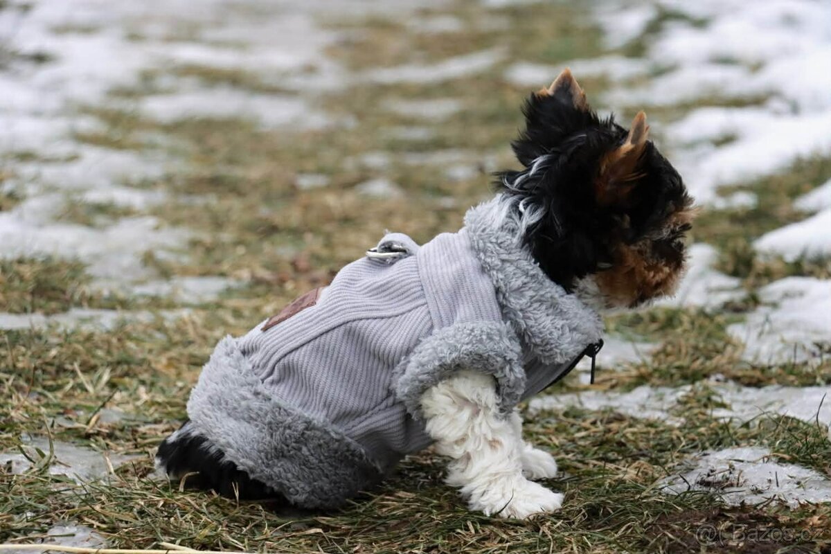 Biewer terriér jorkšírský