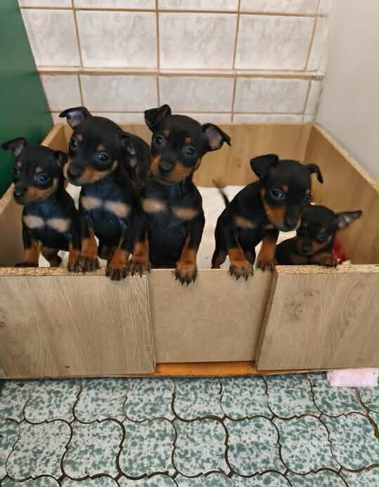 pražský krysařík