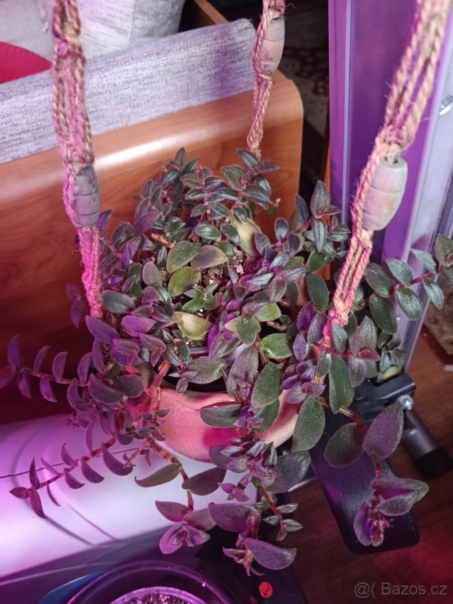 Cyanotis beddomei (Teddy Bear Vine)