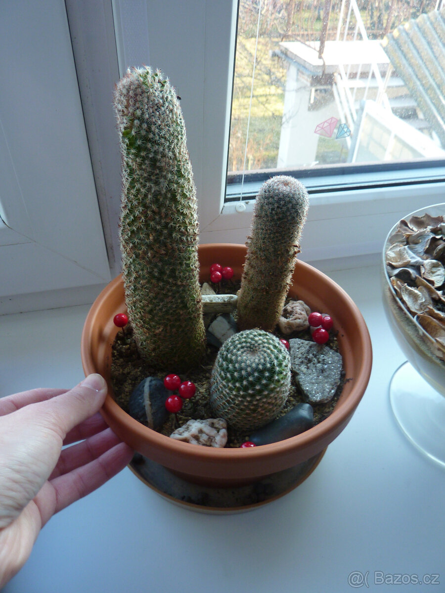 Kaktusy - pokojové rostliny