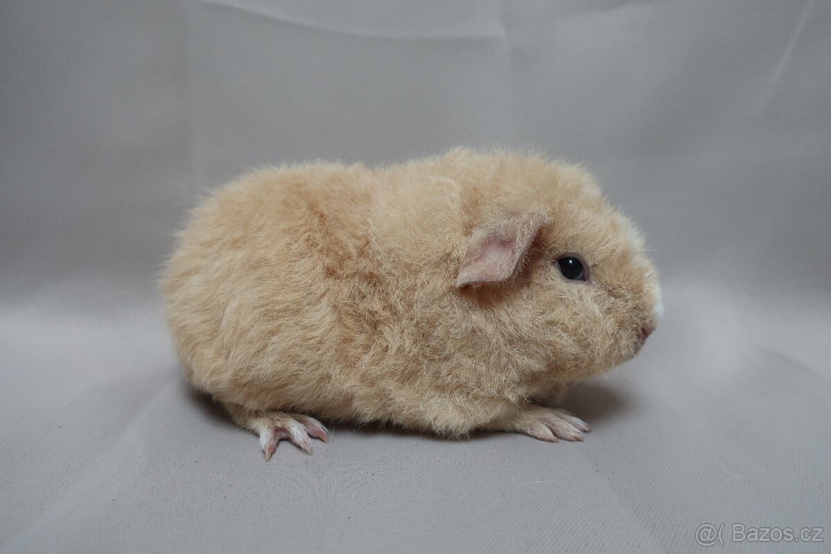Prodám samičku plemene us-teddy na mazlíčka