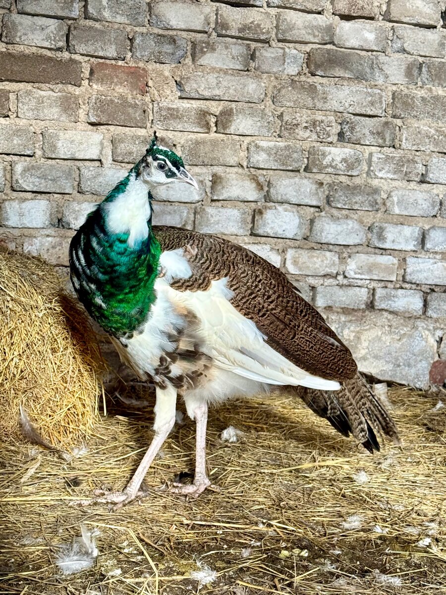 Páv korunkatý ( harlekýn )
