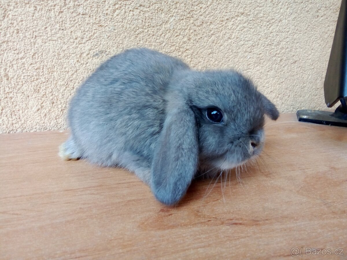 Zakrslý beránek