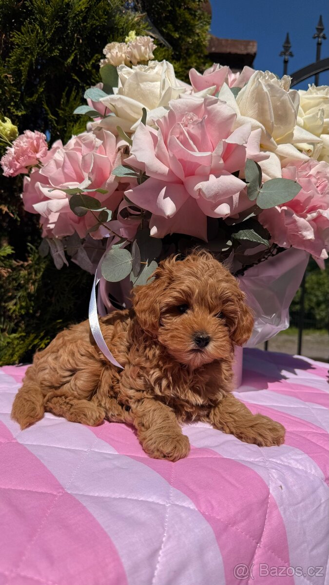 Maltipoo holčičky 🍒