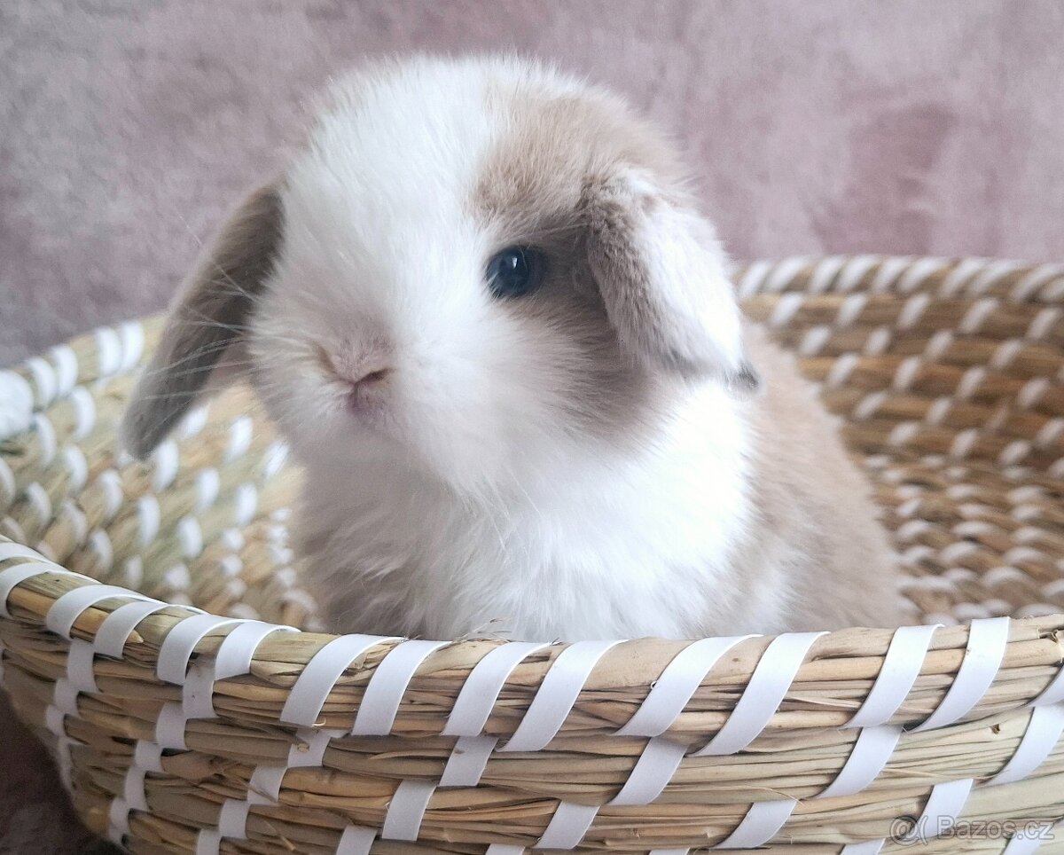 Mini lop miminko kluk